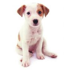 cut looking Jack Russell Terrier puppy.jpg
