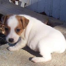 cute Jack Russell Terrier puppy in white n tan.jpg
