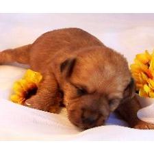 Jack Russell Terrier puppy in tan.jpg
