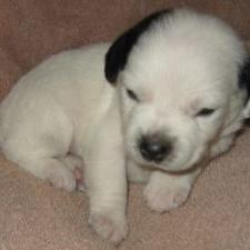 Jack Russell Terrier puppy in white with black dots.jpg
