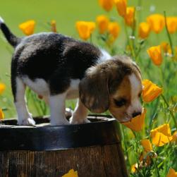 Beagle Puppy in flower garden.jpg
