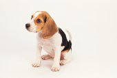 Basset puppy in white, tan and black.jpg
