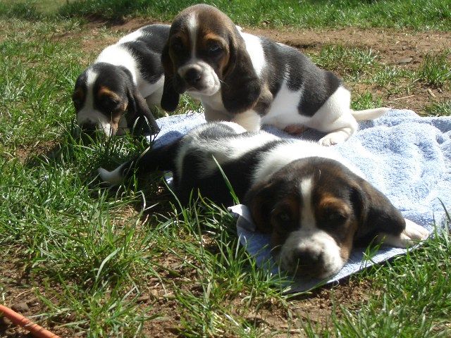 three Basset puppies.jpg
