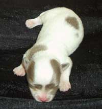 sleeping Chihuahua puppy.jpg
