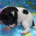 young white and black Chihuahua puppy.jpg
