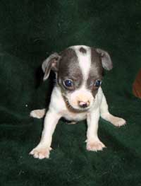 cute young Chihuahua puppy in white and black.jpg
