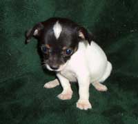 sweet looking Chihuahua puppy.jpg
