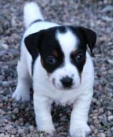 Jack Russell Terrier in white with black spots.jpg

