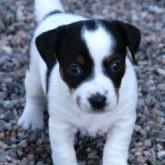 Jack Russell Terrier in white with black spots.jpg

