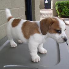 Jack Russell Terrier pup_cute.jpg
