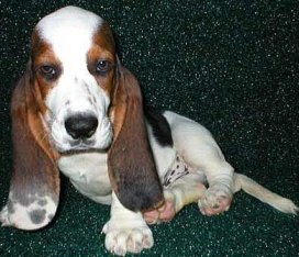 basset pup with super long ears.jpg
