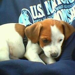 Jack Russell Terrier puppy.jpg
