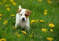Jack Russell Terrier puppy_cute.jpg
