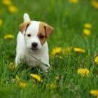 Jack Russell Terrier puppy_cute.jpg
