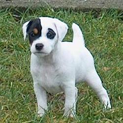 jack russell terrier with circle black eyes.jpg
