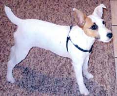 Jack Russell Terrier with tan spot on the one eye.jpg
