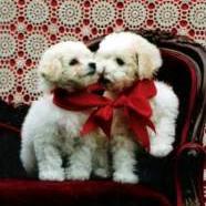 two white  Bichon puppies.jpg

