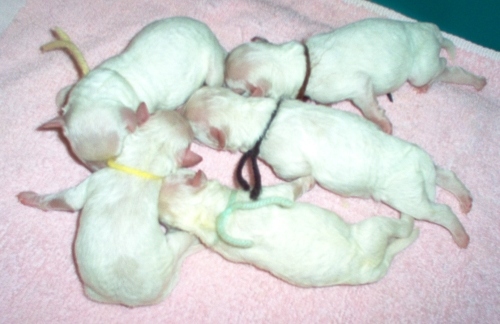 Very Young Bichon puppies.jpg
