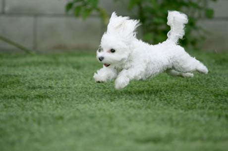 Bichon  Frise puppy on running.jpg
