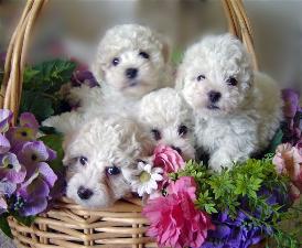 Bichon puppies in backet.jpg
