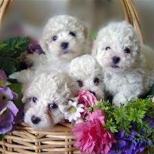Bichon puppies in backet.jpg
