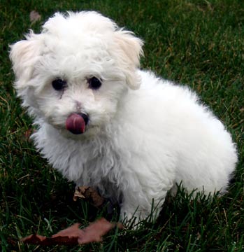 Bichon puppy.jpg
