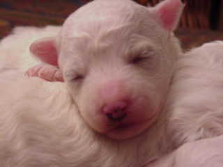 Bichon young puppy.jpg
