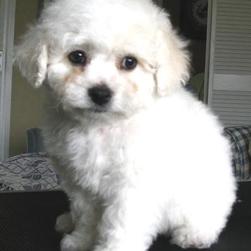 cute  Bichon puppy.jpg
