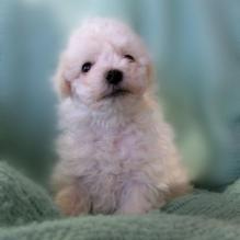 Cute Bichon puppy.jpg
