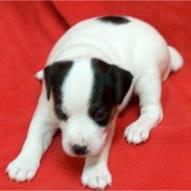 Jack Russell Terrier- young pup.jpg
