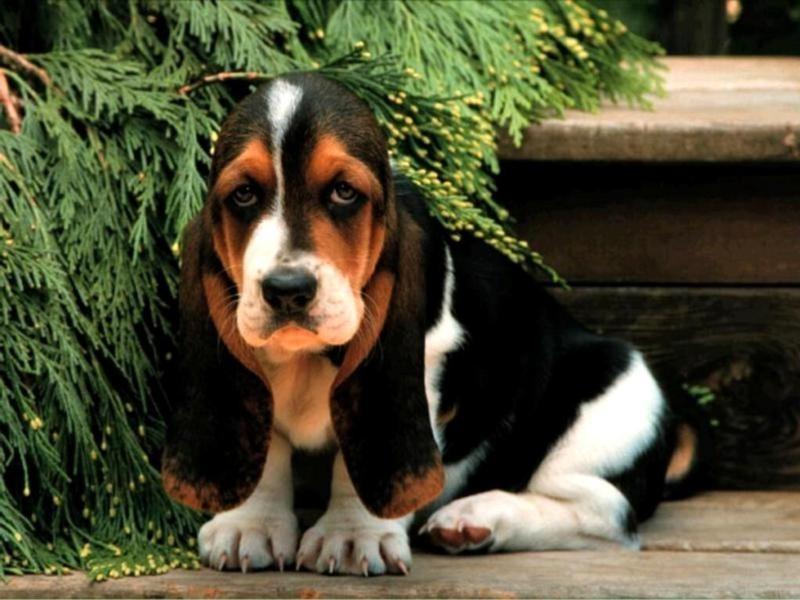 basset pup with three colors.jpg
