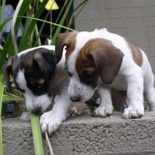 Jack Russell Terrier_two puppies.jpg
