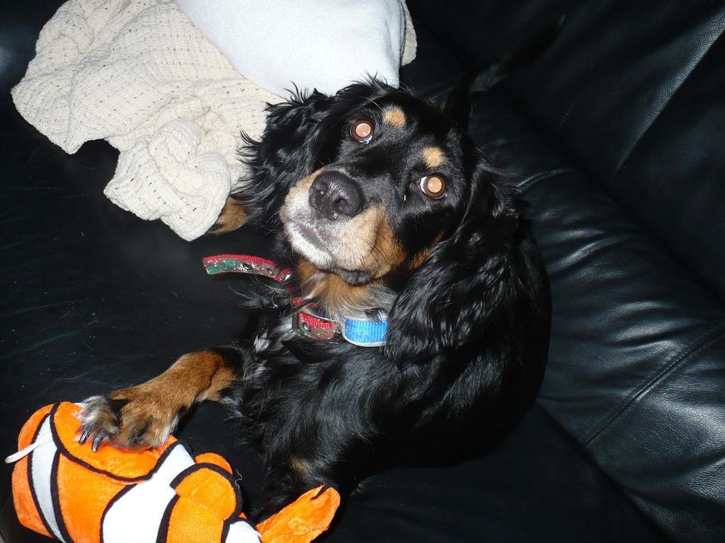 Penny on coach with nemo toy

