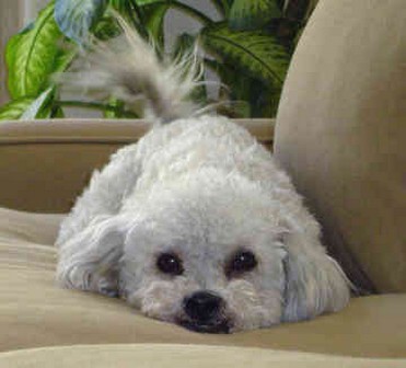 cute looking Bichon puppy.jpg
