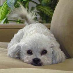 cute looking Bichon puppy.jpg
