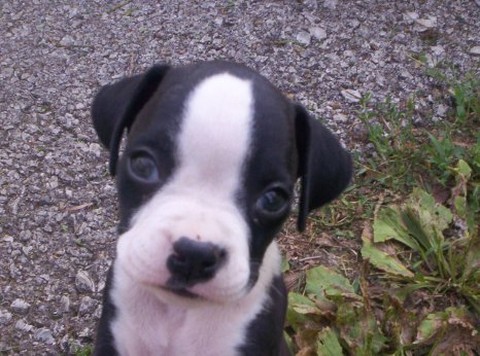co cute looking boxer pup.jpg
