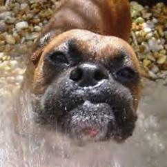 so funny lokking boxer dog face close up.jpg
