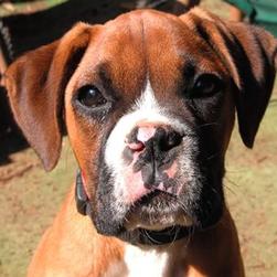 sweet looking boxer puppy.jpg
