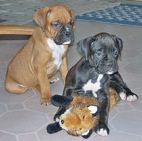 two boxer puppies playing.jpg
