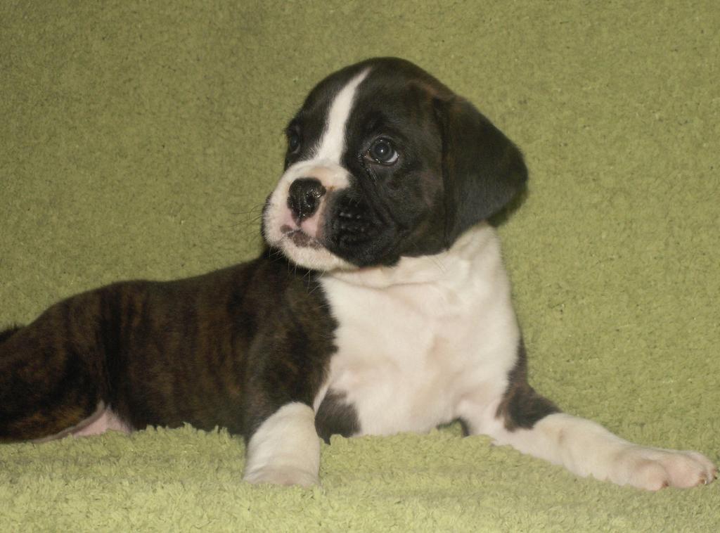white and brownish black boxer puppy.jpg
