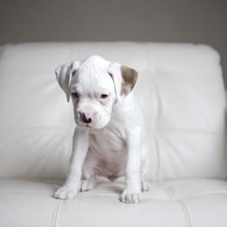 white boxer puppy on white coach.jpg
