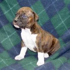 boxer pup in brown and white.jpg
