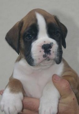 boxer pup in tan and white with black on eyes.jpg
