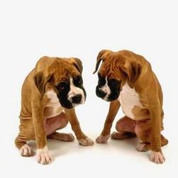 boxer puppies in tan with black and white spotsjpg.jpg
