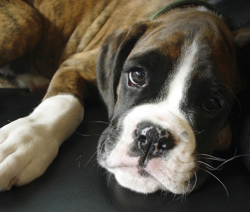 boxer puppy face close up.jpg
