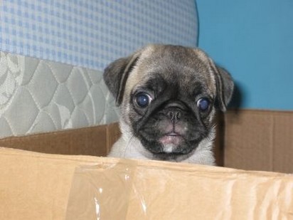 boxer puppy in box.jpg
