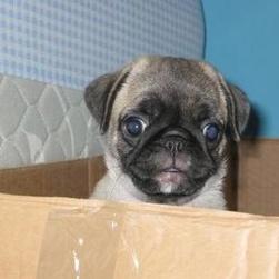 boxer puppy in box.jpg
