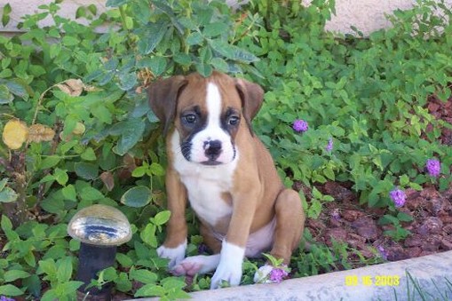 boxer puppy in the garden among the flowers.jpg
