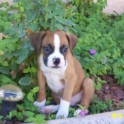 boxer puppy in the garden among the flowers.jpg
