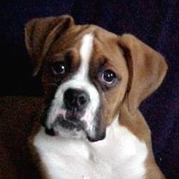 boxer puppy innocent face.jpg
